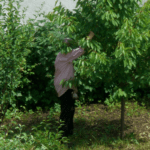 „La anii mei m-am urcat în cireş pentru voi, iar voi mă certaţi că mi-am murdărit cămaşa!”