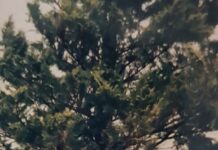 „Se trag clopotele! Se deschide Cerul!”